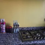 La Tulipe